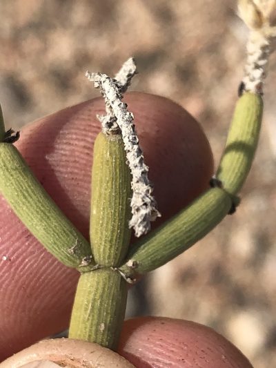 Arthraerua leubnitziae, photographed by Dave U