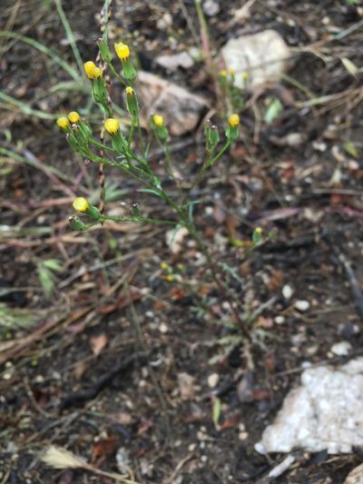 Malacothrix clevelandii, photographed by Matt Berger