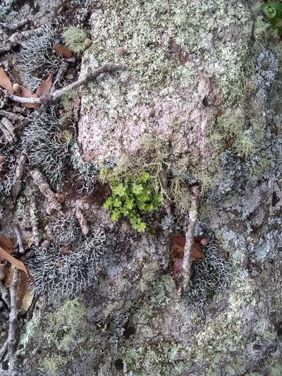 Peperomia berlandieri, photographed by Alejandro Gómez Maya
