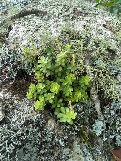 Peperomia berlandieri, photographed by Alejandro Gómez Maya