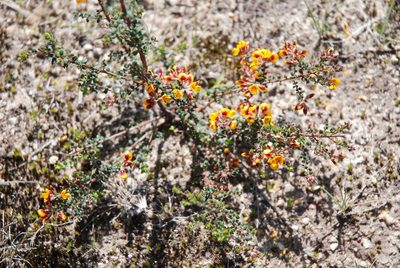 Pultenaea gunnii, photographed by Quentin Groom