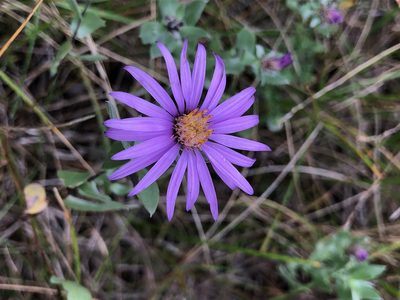 Symphyotrichum sericeum, photographed by Owen McElroy