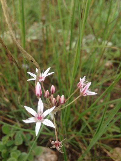 Allium rhizomatum, photographed by Oscar C. González Martínez