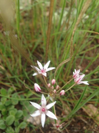 Allium rhizomatum, photographed by Oscar C. González Martínez