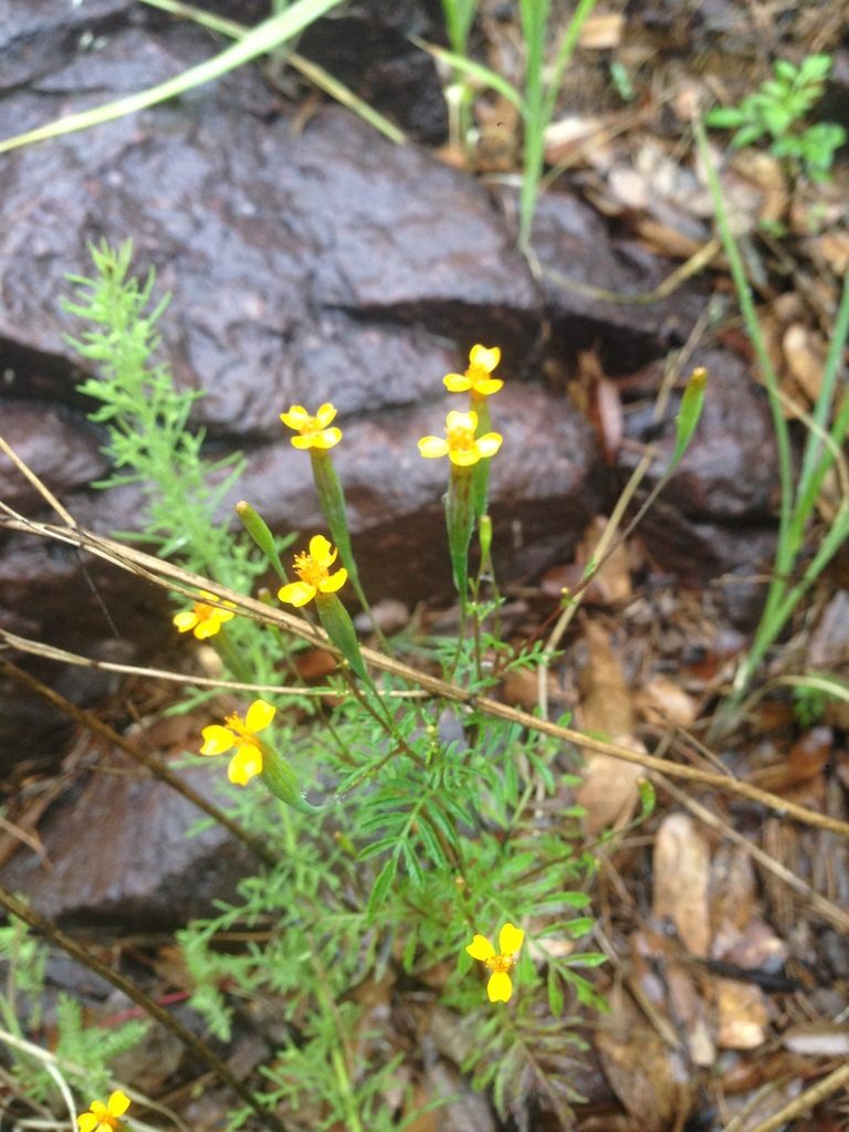 Tagetes triradiata, photographed by Oscar C. González Martínez
