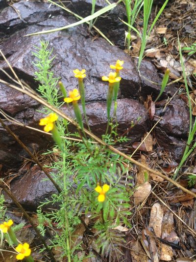 Tagetes triradiata, photographed by Oscar C. González Martínez