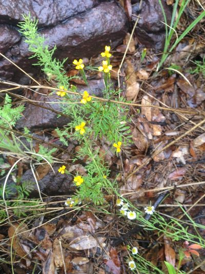 Tagetes triradiata, photographed by Oscar C. González Martínez