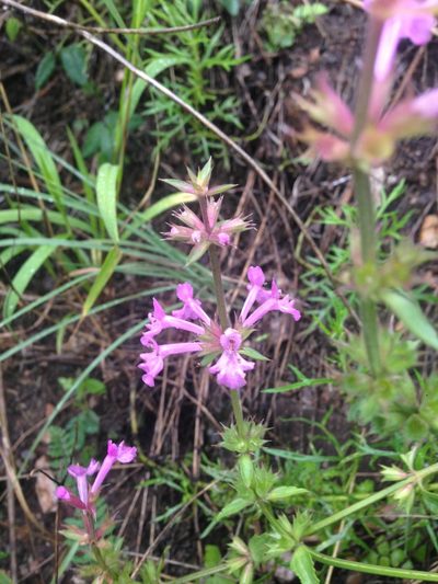 Stachys bigelovii, photographed by Oscar C. González Martínez