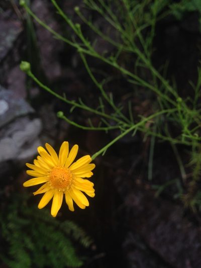 Gutierrezia conoidea, photographed by Oscar C. González Martínez