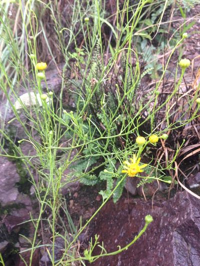 Gutierrezia conoidea, photographed by Oscar C. González Martínez
