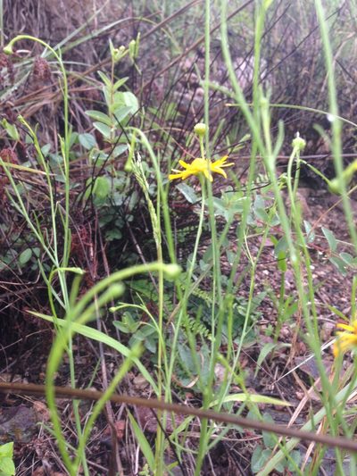 Gutierrezia conoidea, photographed by Oscar C. González Martínez