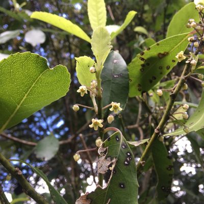Melicytus macrophyllus, photographed by Robert Vennell