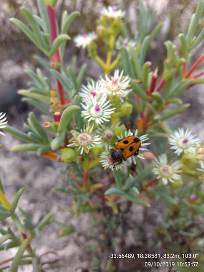 Ruschia indecora, photographed by Seth Musker