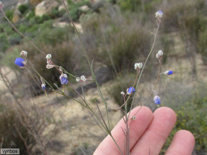 Heliophila arenaria, photographed by Chris Vynbos