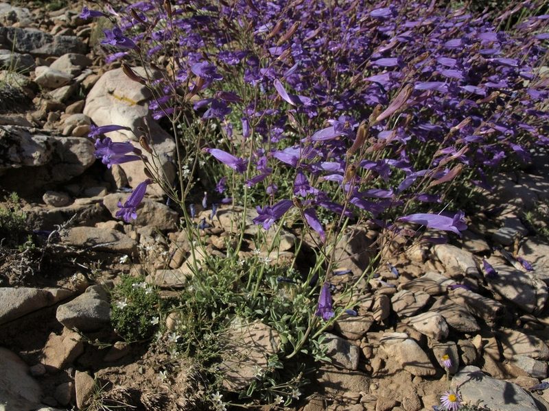 Penstemon scapoides, photographed by Jim Morefield