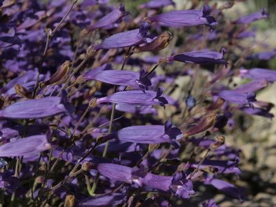 Penstemon scapoides, photographed by Jim Morefield