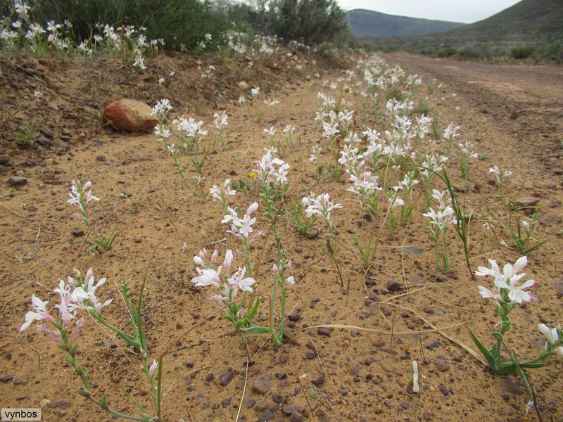 Lapeirousia divaricata, photographed by Chris Vynbos