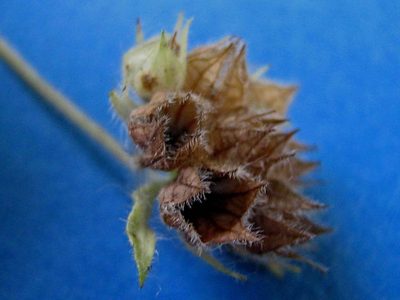 Marsypianthes chamaedrys, photographed by russiannaturalistbrazil