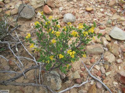 Lasiosiphon deserticola, photographed by Chris Vynbos