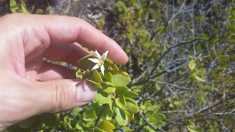 Scaevola kilaueae, photographed by cwarneke