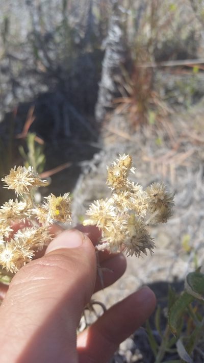 Pseudognaphalium attenuatum, photographed by cwarneke