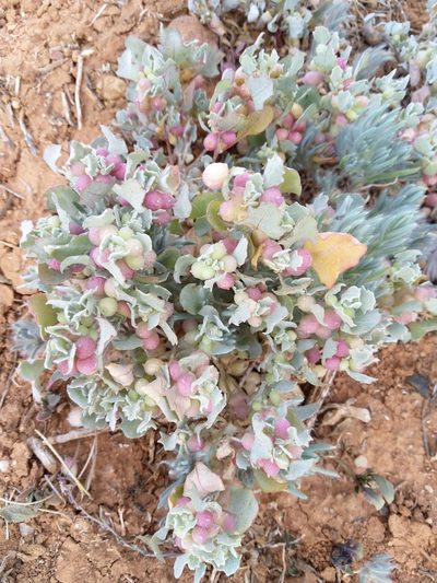 Atriplex holocarpa, photographed by SJM McFish