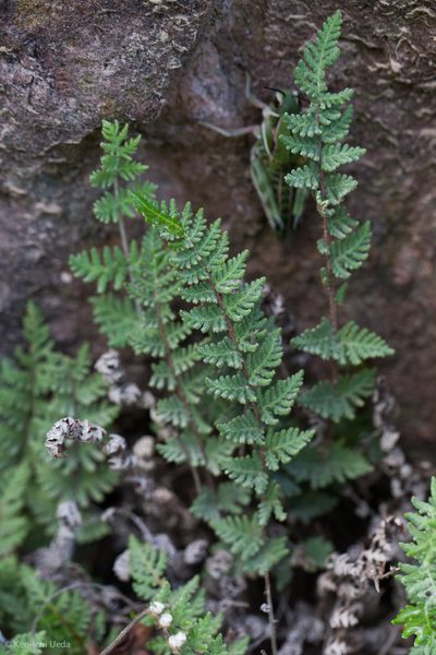Notholaena grayi, photographed by Ken-ichi Ueda