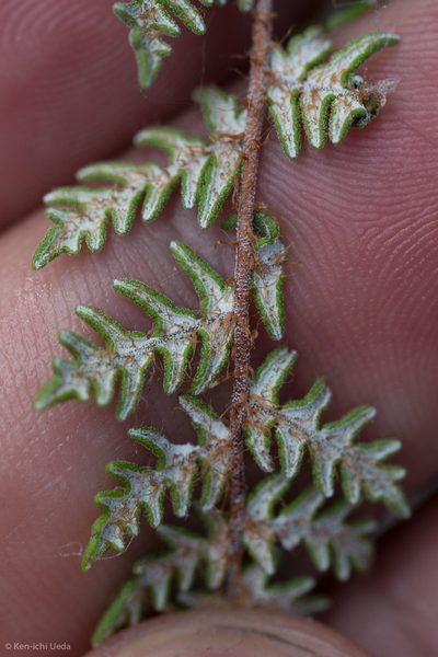 Notholaena grayi, photographed by Ken-ichi Ueda