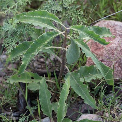Asclepias nyctaginifolia, photographed by Ken-ichi Ueda