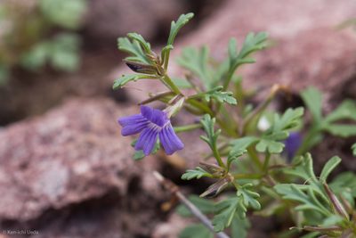 Schistophragma intermedium, photographed by Ken-ichi Ueda