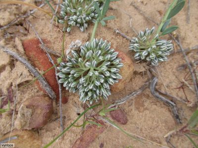 Limeum africanum, photographed by Chris Vynbos