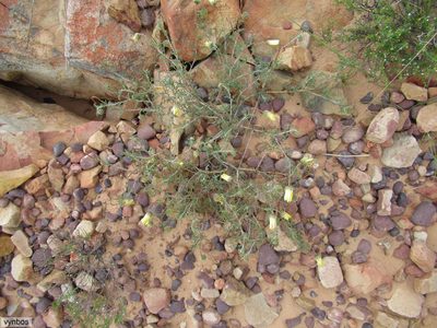 Ursinia chrysanthemoides, photographed by Chris Vynbos