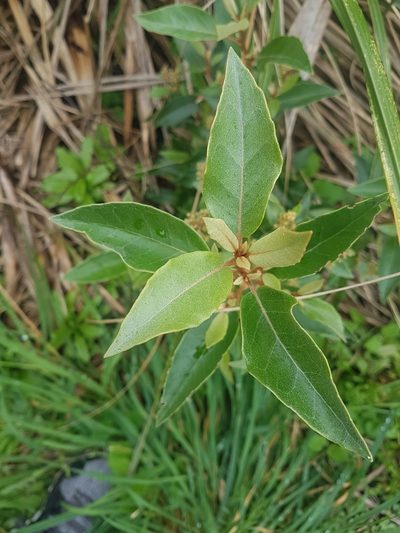 Olearia cheesemanii, photographed by Emily Roberts