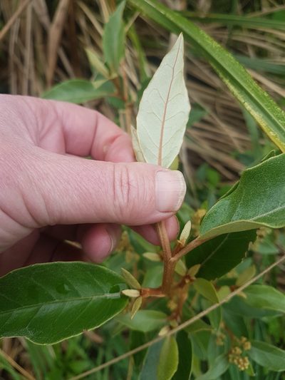 Olearia cheesemanii, photographed by Emily Roberts