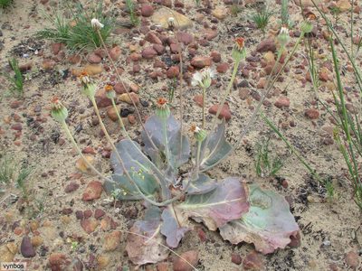 Othonna petiolaris, photographed by Chris Vynbos