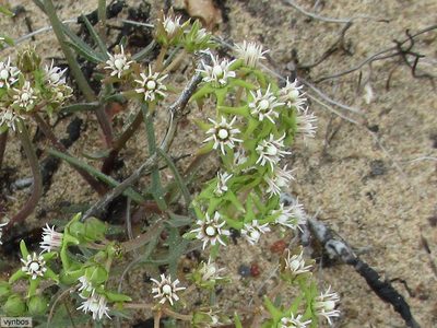 Eustegia minuta, photographed by Chris Vynbos