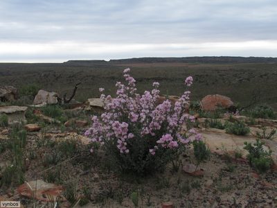 Podalyria leipoldtii, photographed by Chris Vynbos