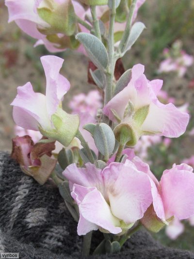 Podalyria leipoldtii, photographed by Chris Vynbos