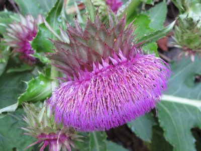 Cirsium purpuratum, photographed by Marco Mussita