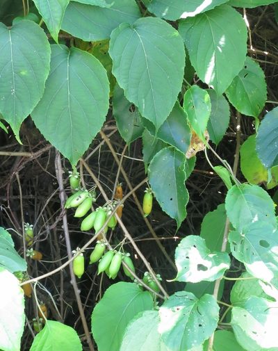 Actinidia polygama, photographed by Repina Tatyana