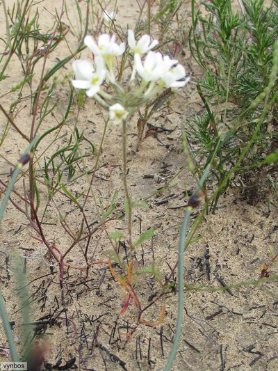 Polycarena batteniana, photographed by Chris Vynbos