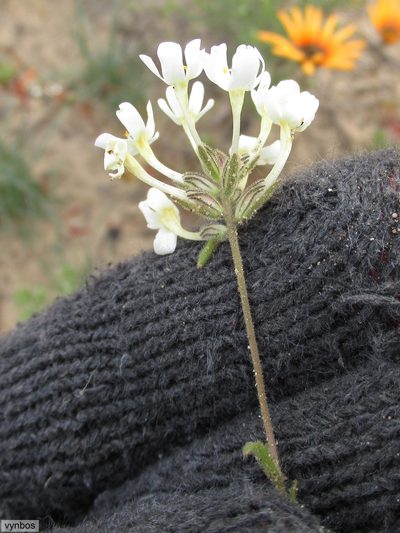 Polycarena batteniana, photographed by Chris Vynbos