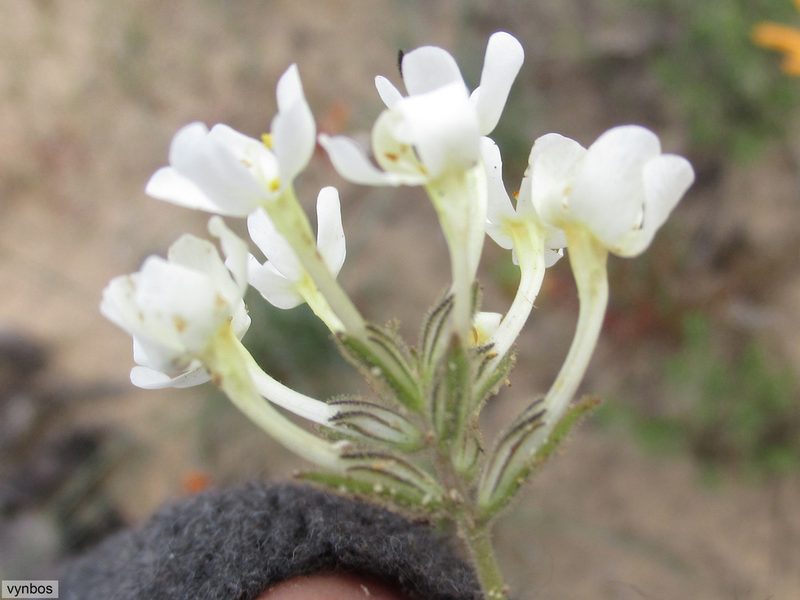 Polycarena batteniana, photographed by Chris Vynbos