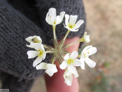Polycarena batteniana, photographed by Chris Vynbos