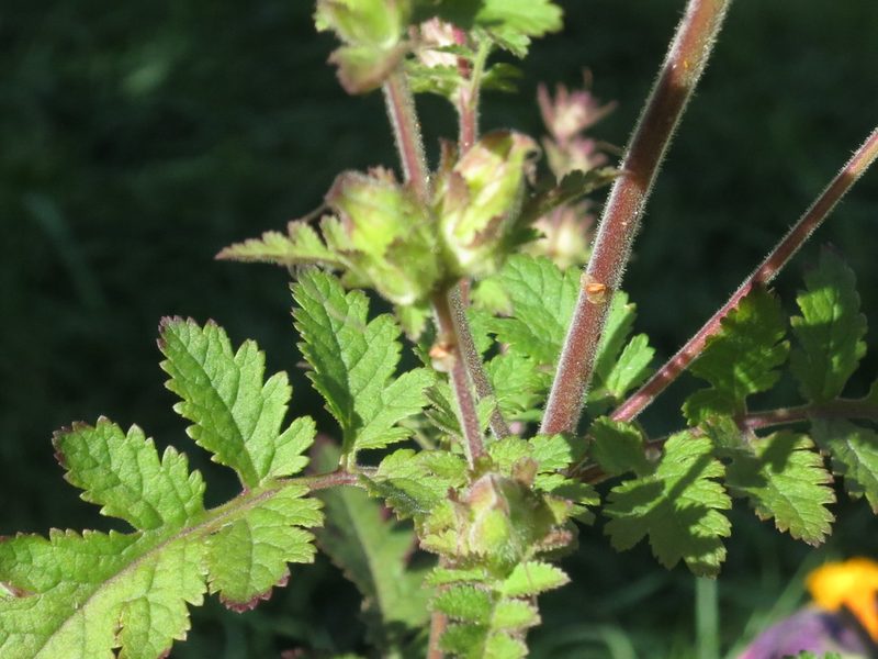 Phtheirospermum japonicum, photographed by Repina Tatyana