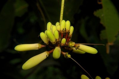Samadera indica, photographed by Rohit