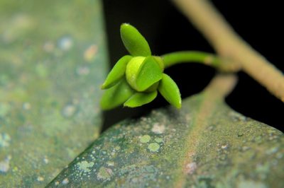 Huberantha korinti, photographed by Rohit