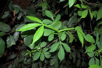 Vitex altissima, photographed by Rohit