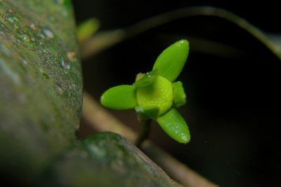 Huberantha korinti, photographed by Rohit