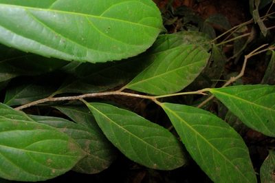 Hydnocarpus pentandrus, photographed by Rohit